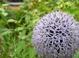 Echinops