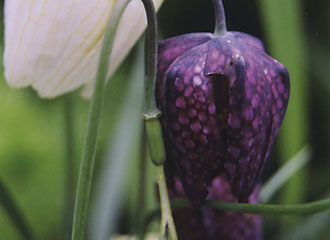 Fritillaries